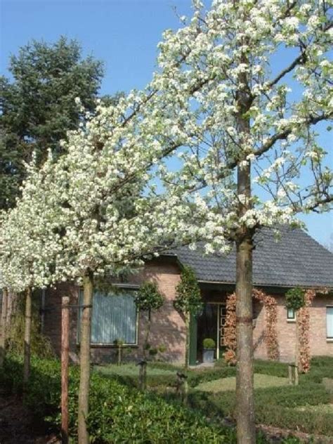 Pyrus Calleryana: Hoe De Bloeiende Peren Snoeien